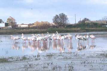 Την οικολογική καταστροφή στον Ωρωπό κατήγγειλε η Αλέκα Παπαρήγα