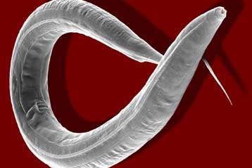 Αντικαταθλιπτικό φάρμακο παρατείνει τη ζωή, τουλάχιστον στα σκουλήκια