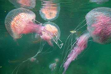 Επίθεση μεδουσών στη Β.Ιρλανδία αφάνισε 100.000 σολομούς