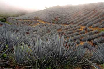 Την προστασία της τεκίλας από την… Κίνα ζητούν Μεξικανοί βουλευτές