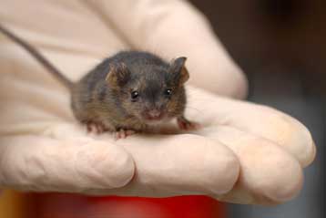 Γενετική παρέμβαση επαναφέρει τη νεότητα στο γηρασμένο δέρμα