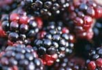 Τα μαύρα βατόμουρα προλαμβάνουν τον καρκίνο του οισοφάγου