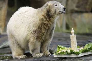 Τα πρώτα του γενέθλια γιόρτασε ο Κνουτ με μία λαχταριστή τούρτα από ψάρια