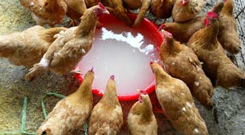 Προβληματισμός στον ΠΟΥ για τις δυνατότητες μετάδοσης του ιού της γρίπης των πτηνών