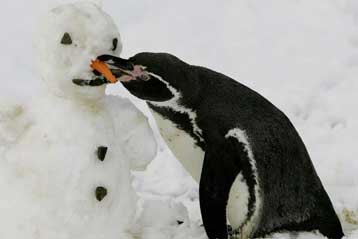 Υπό εξαφάνιση οι πιγκουίνοι της Ανταρκτικής εξαιτίας της παγκόσμιας θέρμανσης