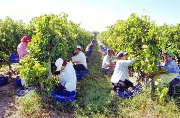Συμβιβασμός στην ΕΕ για τη μεταρρύθμιση στον αμπελοοινικό τομέα