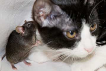 Γενετιστές δημιουργούν ατρόμητα ποντίκια, γάτες που λάμπουν στο σκοτάδι