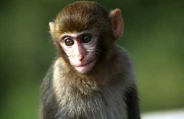 Πίθηκοι και άνθρωποι τα καταφέρνουν εξίσου καλά στις προσθέσεις