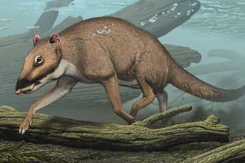 Μικρό ζώο σαν ελάφι ίσως ήταν ο χερσαίος πρόγονος της φάλαινας