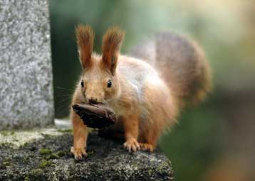 Οι σκίουροι φορούν άρωμα για λόγους ασφαλείας