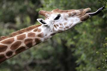 Σε έξι διαφορετικά είδη φαίνεται ότι χωρίζονται οι καμηλοπαρδάλεις