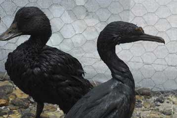 Μεγάλη πετρελαιοκηλίδα απειλεί πιγκουίνους και σπάνια πτηνά στην Παταγονία