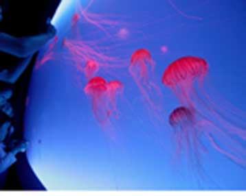 Επίθεση μεδουσών σε εκατοντάδες κολυμβητές στη Βραζιλία