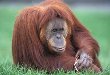 Πέθανε στα 55 ο γηραιότερος ουραγκοτάγκος του κόσμου