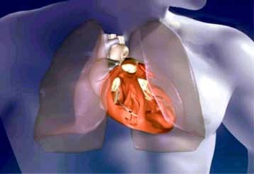 Καλλιεργημένες καρδιές αρχίζουν να χτυπούν στο εργαστήριο