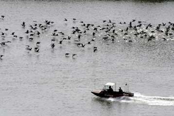 Τέταρτος θάνατος σε μια εβδομάδα από τη γρίπη των πτηνών στην Αίγυπτο