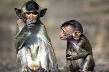 Οι αρσενικοί μακάκοι συχνά πληρώνουν για σεξ