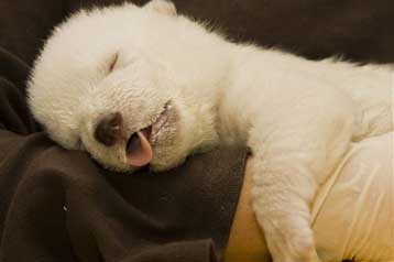 Και εγένετο δεύτερος Κνουτ, καίει καρδιές το πολικό αρκουδάκι της Νυρεμβέργης