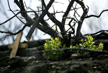 Καθυστέρηση παρατηρείται στο σχέδιο αναδάσωσης της Πάρνηθας