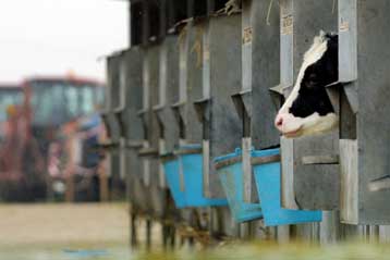 «Πιθανότατα ασφαλή» τα προϊόντα από κλωνοποιημένα ζώα