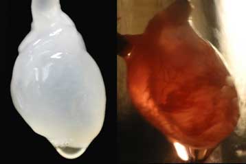 Καλλιεργημένες καρδιές αρχίζουν να χτυπούν στο εργαστήριο