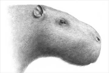 Ο βασιλιάς των τρωκτικών ζύγιζε έναν τόνο