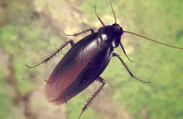 Οι κατσαρίδες του Διαστήματος είναι πιο ανθεκτικές από τις γήινες!