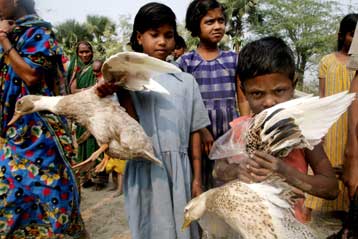 Ανησυχία για τη γρίπη των πτηνών στην Ινδία, κρούσματα και στην Τουρκία