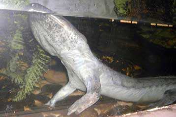 H μεγαλύτερη σαλαμάνδρα και το μικρότερο βατράχι οδεύουν προς την εξαφάνιση