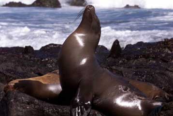 Μυστήριο καλύπτει το θάνατο δεκάδων θαλάσσιων λιονταριών στα Γκαλάπαγκος