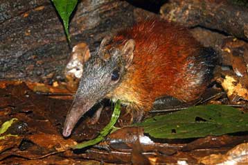 Νέο είδος θηλαστικού ανακαλύφθηκε στην Τανζανία