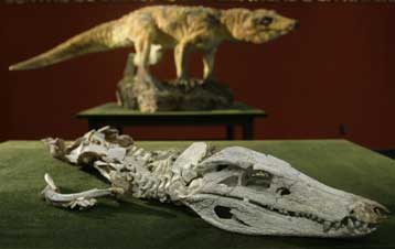 Απολίθωμα στη Βραζιλία ανήκει σε «χαμένο κρίκο» της εξέλιξης των κροκόδειλων