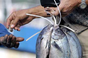 Mείωση του αλιευτικού στόλου στη Μεσόγειο ζητά ο επίτροπος Αλιείας της ΕΕ