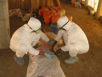 Kρούσματα γρίπης των πτηνών στη βορειοδυτική Τουρκία