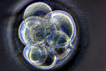 Έμβρυα από τρεις γονείς δημιουργήθηκαν σε βρετανικό εργαστήριο