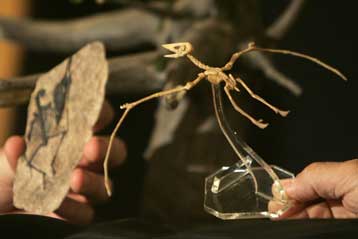 Προϊστορικός πτερόσαυρος ήταν μικρός σαν πουλάκι