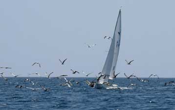 Κοντά στην πρόκριση για τους Ολυμπιακούς Αγώνες τα Yngling