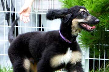 Νοτιοκορεατική εταιρεία δέχεται παραγγελίες για την κλωνοποίηση σκύλων