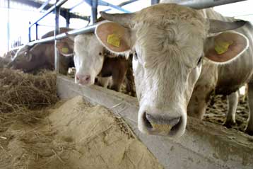 Ξεπερνά τους 64.000 τόνους η μεγαλύτερη ανάκληση βοδινού στις ΗΠΑ