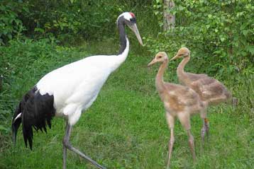 Δεκάδες χιλιάδες άγρια πτηνά εξαφανίστηκαν σε χιονοθύελλες στην Κίνα