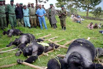 Διακρατική συνεργασία στην Αφρική για τη σωτηρία του ορεσείβιου γορίλα