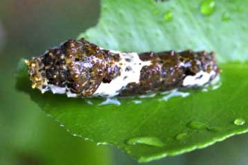 Ορμόνη επιτρέπει σε κάμπιες να μεταμφιέζονται σε κουτσουλιές