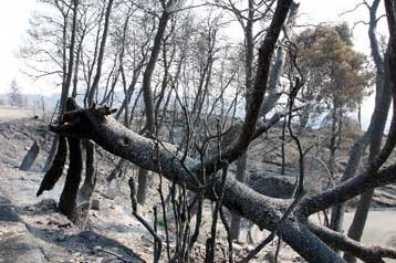 Έρημος κινδυνεύουν να γίνουν περί τα 400.000 στρέμματα στα καμένα Ηλείας και Ευβοίας