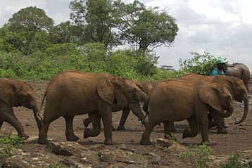 Με θανάτωση θα μειώσει η Νότιος Αφρική τους υπεράριθμους ελέφαντες