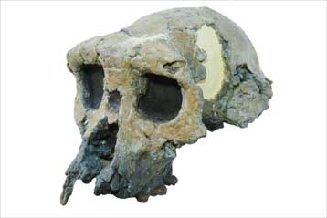 Στα 7 εκατ. χρόνια χρονολογείται ο αρχαιότερος γνωστός «άνθρωπος»