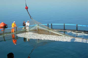 Η ασφυξία σκότωσε τα ψάρια στον Αμβρακικό Κόλπο, λένε οι επιστήμονες