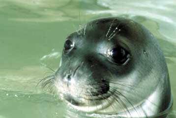 Ασυνείδητοι πυροβόλησαν και αποκεφάλισαν μεσογειακή φώκια στη Σύρο