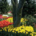 Aνοιξη: Η εποχή της ανθοφορίας και… της αλλεργίας