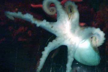 Μοναδικό «εξαπόδι» ανακαλύφθηκε τυχαία σε ενυδρείο της Βρετανίας