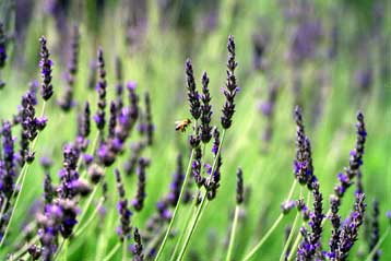 H αρωματοθεραπεία δεν έχει θεραπευτικό αποτέλεσμα